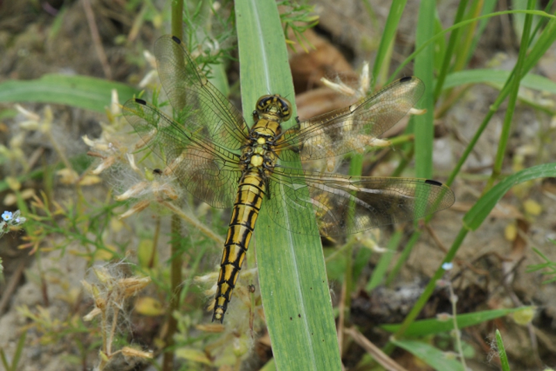 Orthetrum cancellatum pi curiosi di me...